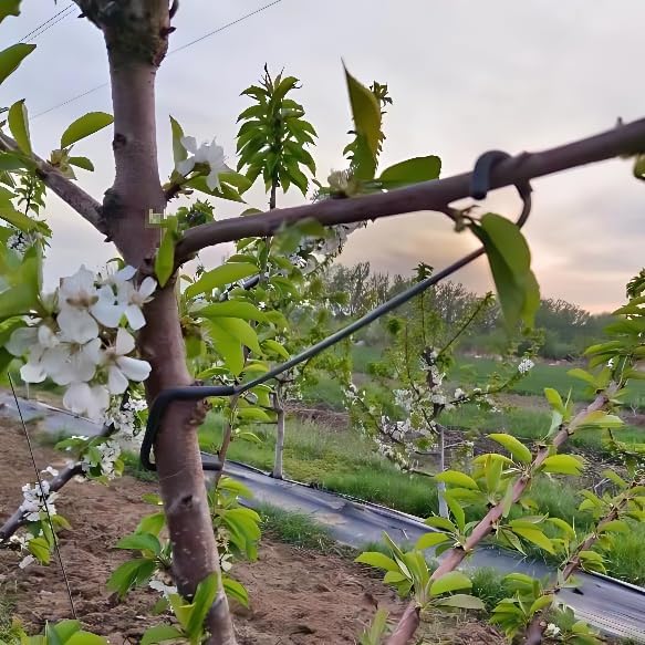 Verstelbare fruitboomtakvormer - Us Bonsai Garden recensie en prijs